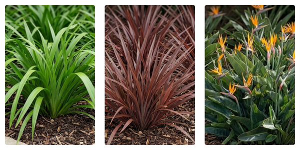 best plants for pools full sun