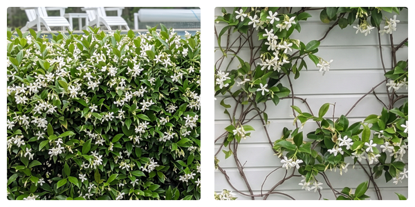 best plants for pools privacy