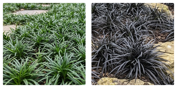 best plants for pools small pools